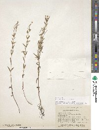 Epilobium densum image