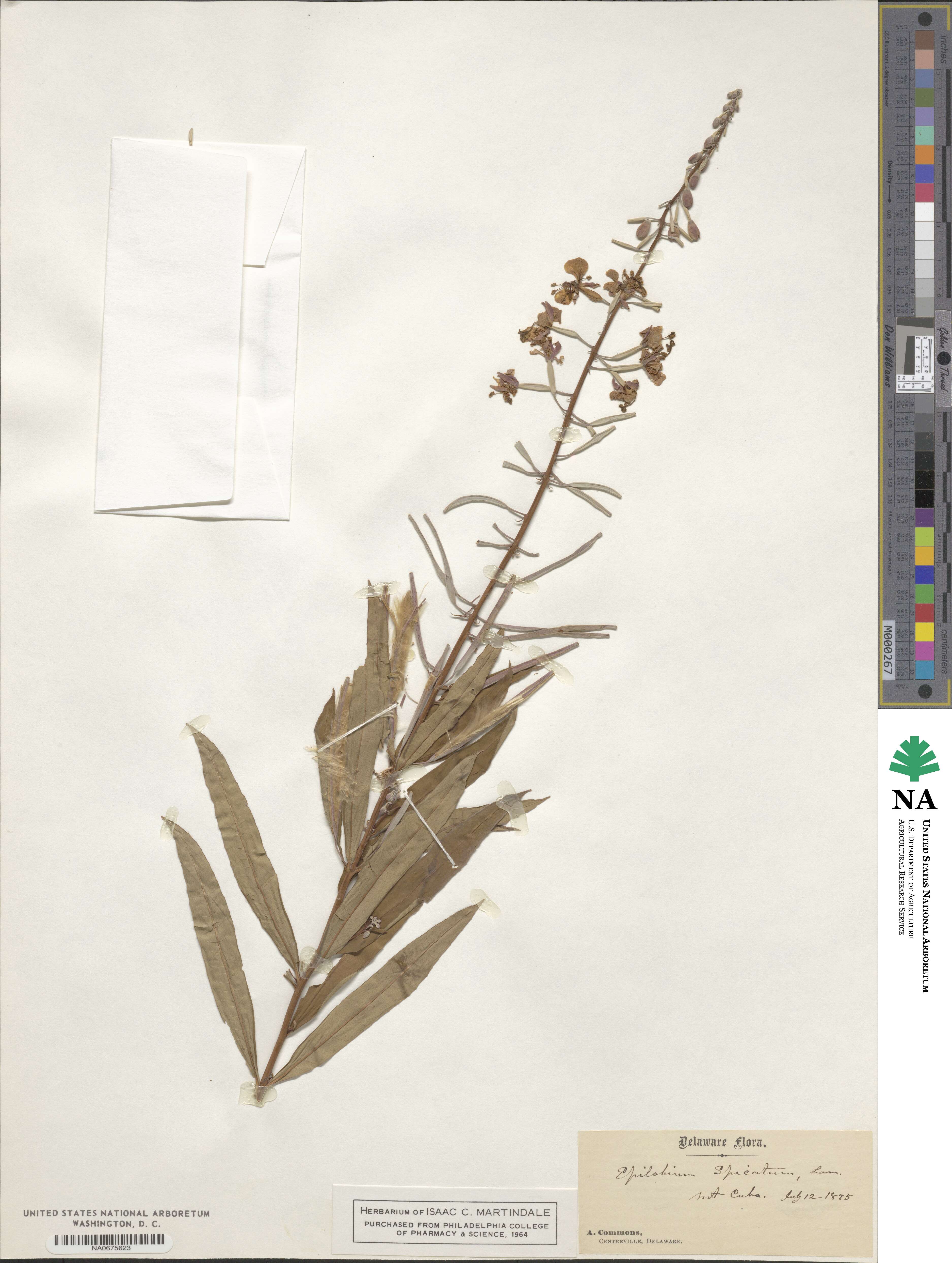 Epilobium densum image