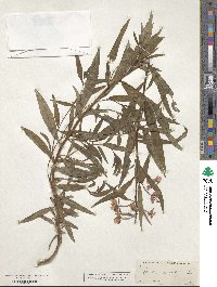 Epilobium densum image