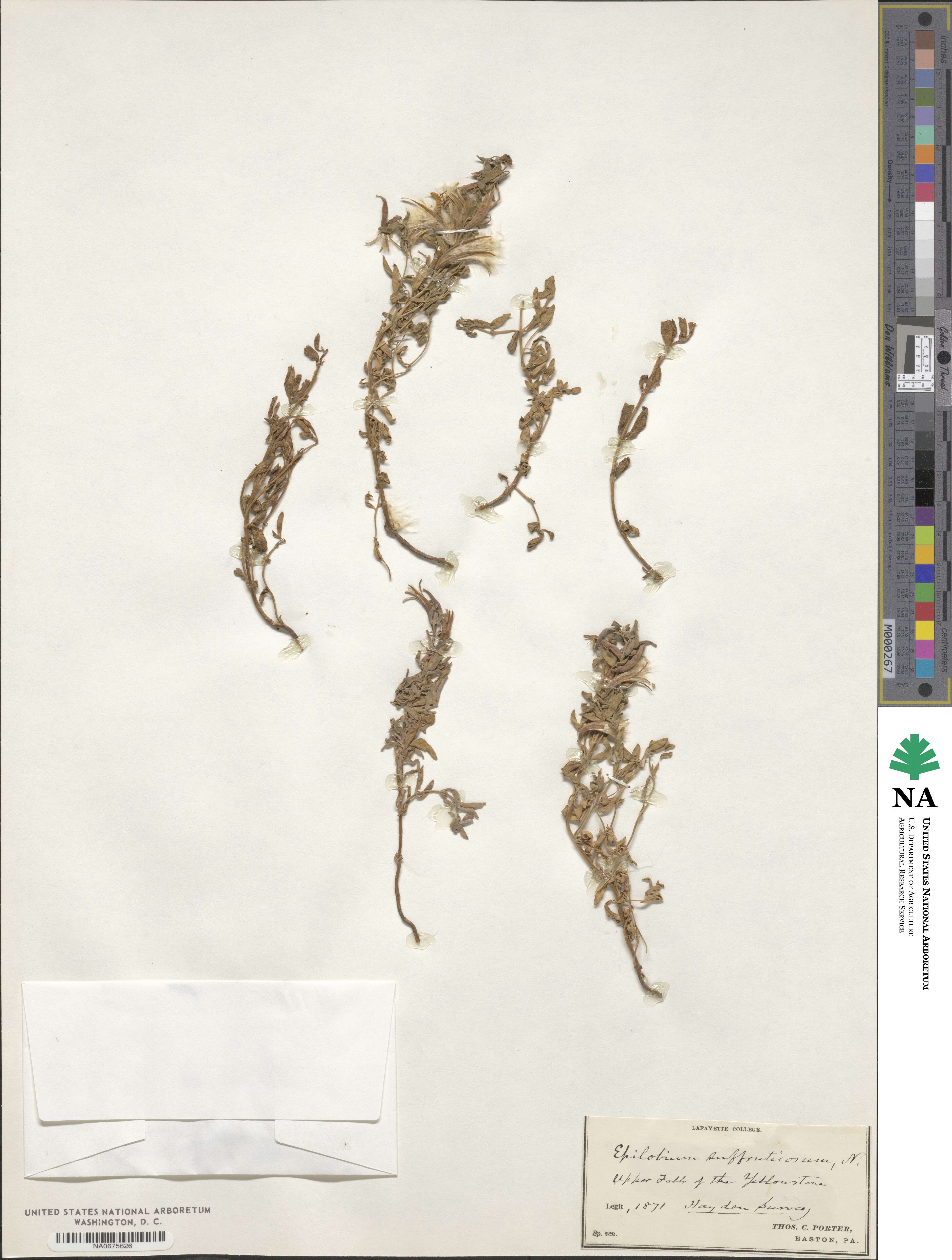 Epilobium suffruticosum image