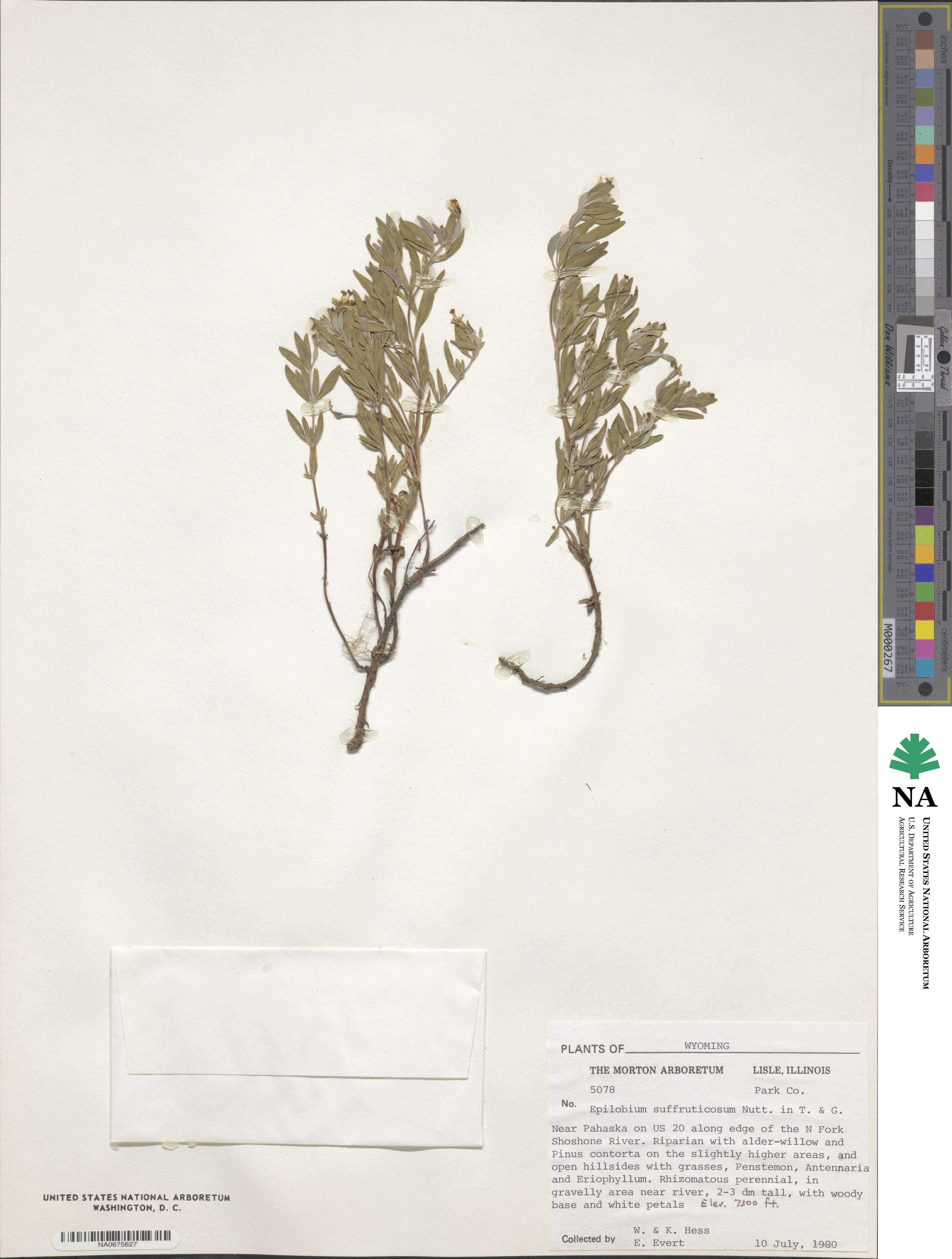 Epilobium suffruticosum image