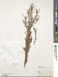 Epilobium tetragonum image