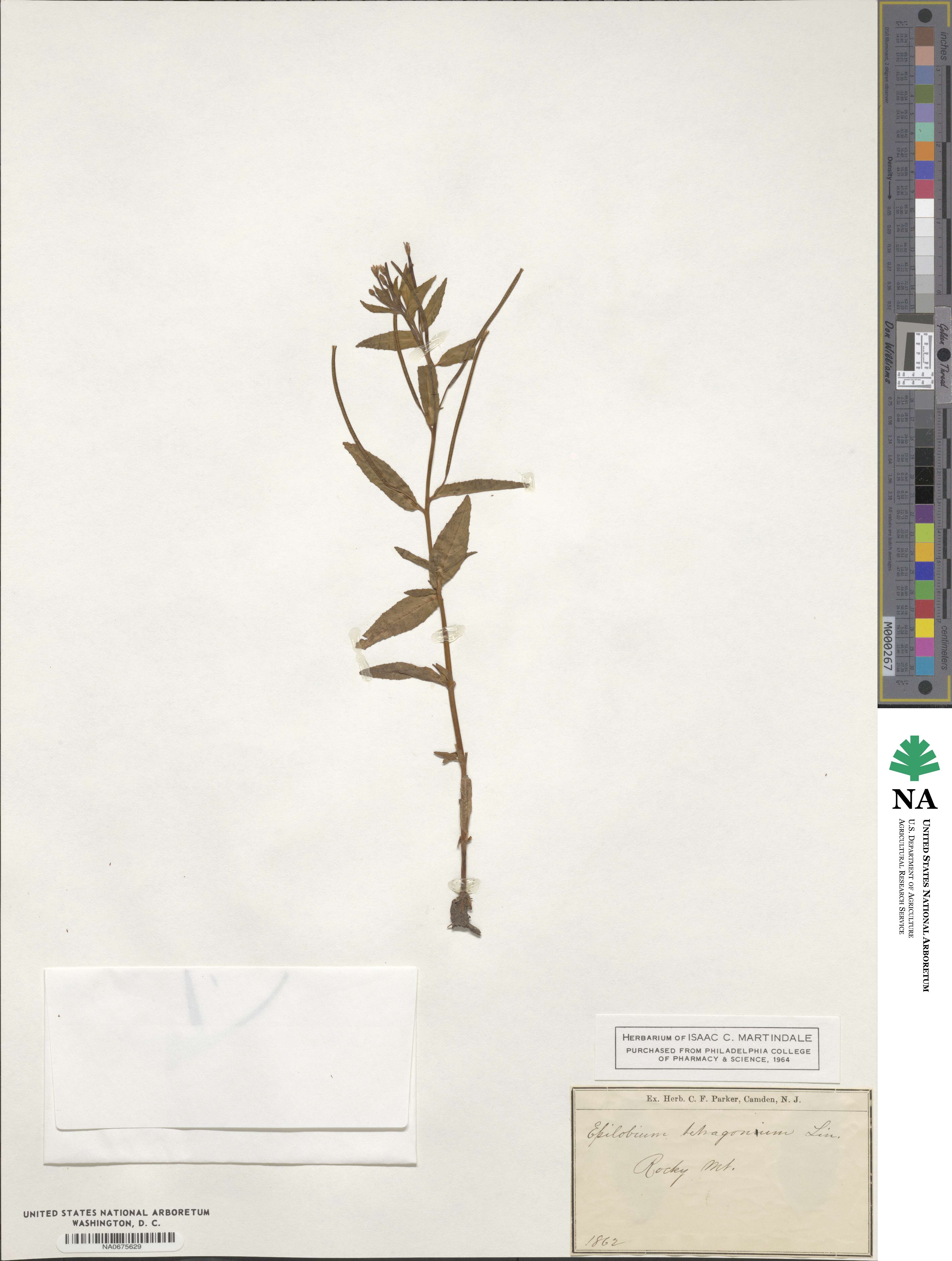 Epilobium tetragonum image