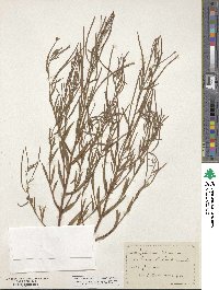 Epilobium tetragonum image