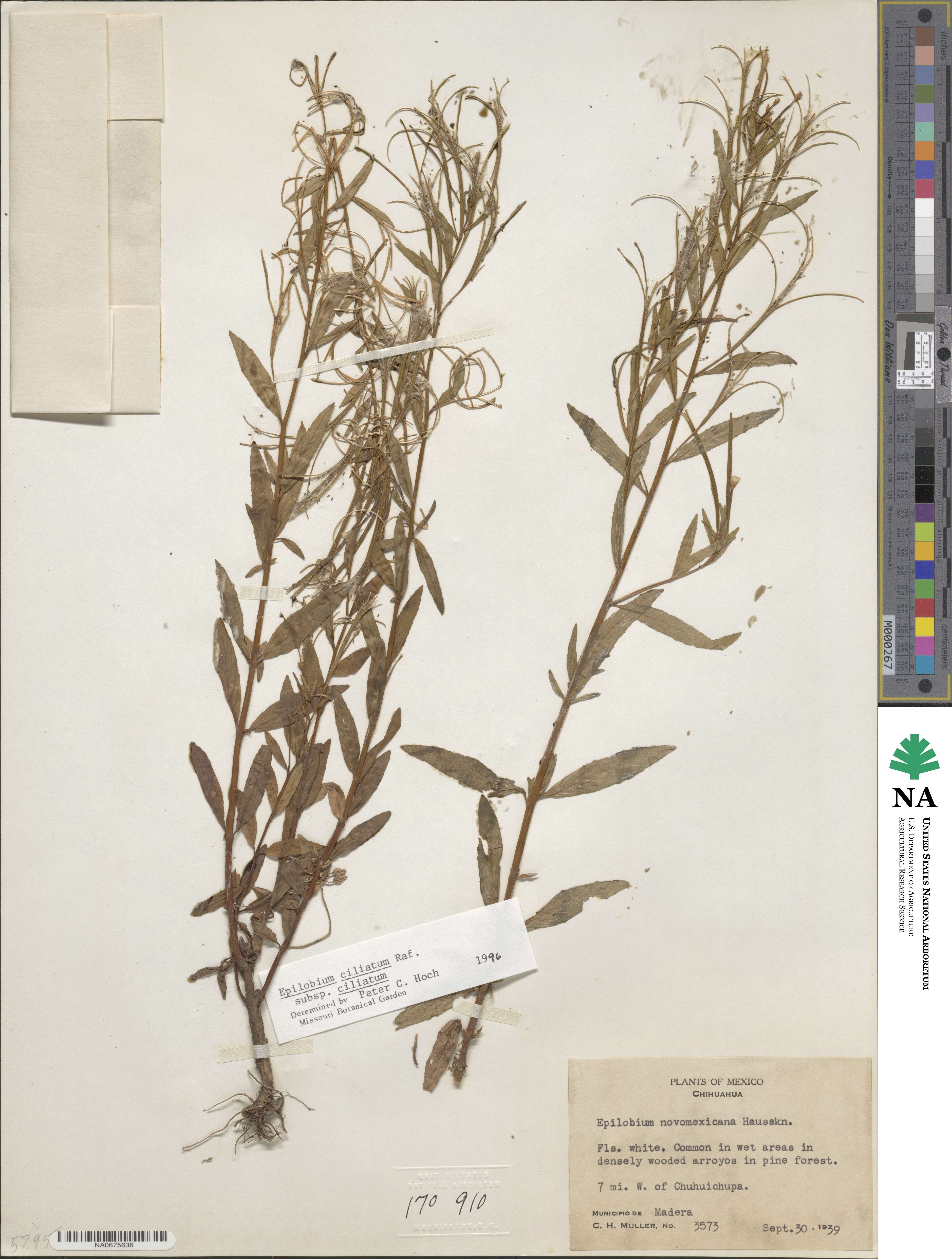 Epilobium ciliatum image