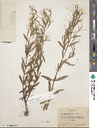 Epilobium ciliatum image