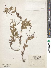 Epilobium australe image