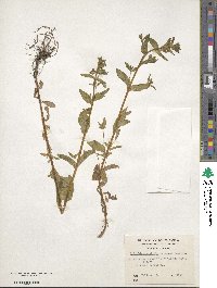 Epilobium australe image