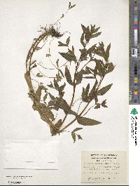 Epilobium australe image