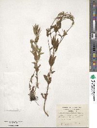 Epilobium australe image