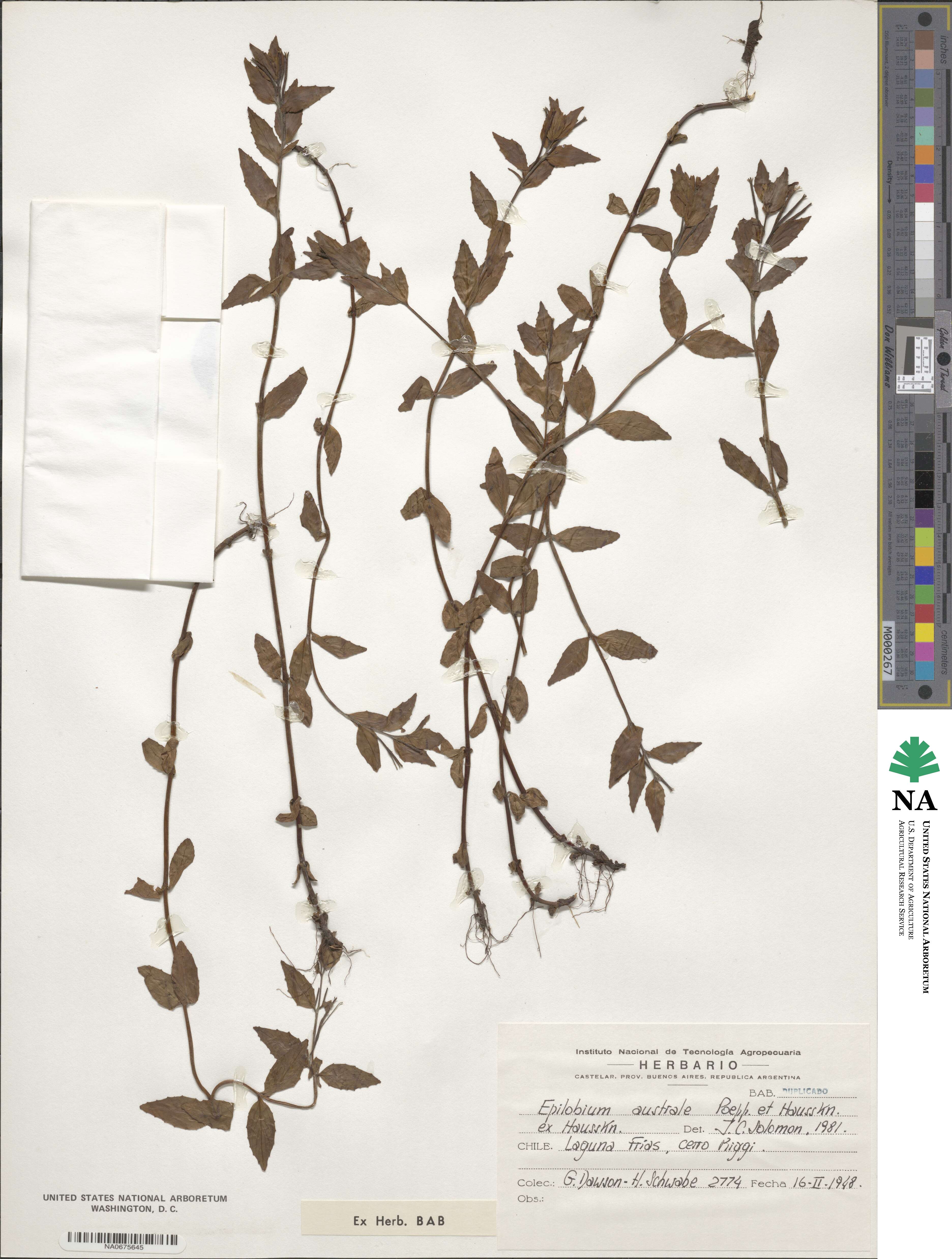 Epilobium australe image