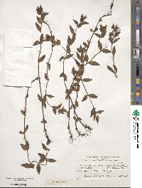 Epilobium australe image