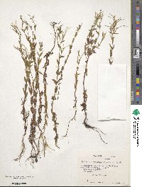 Epilobium australe image