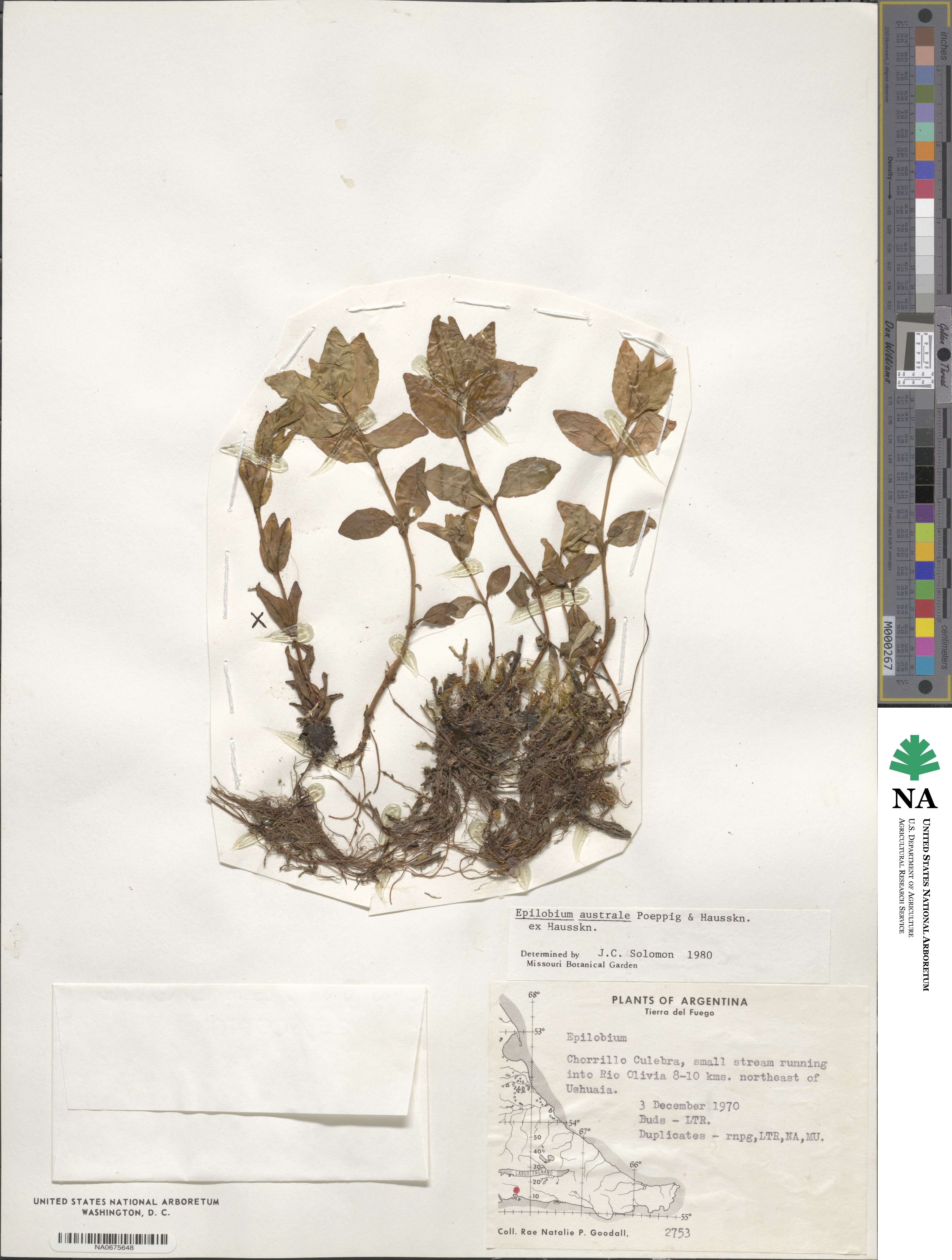 Epilobium australe image