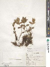 Epilobium australe image