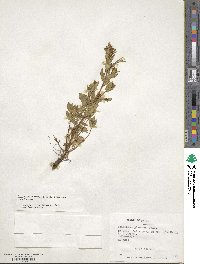 Epilobium australe image