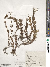 Epilobium australe image