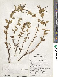 Epilobium australe image