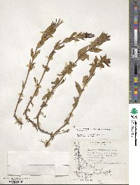 Epilobium australe image