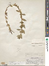 Epilobium australe image