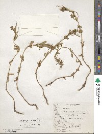 Epilobium australe image