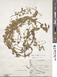 Epilobium australe image