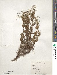 Epilobium ciliatum image