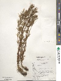 Epilobium ciliatum image