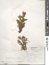 Epilobium ciliatum image