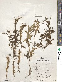 Epilobium ciliatum image