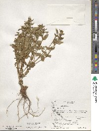 Epilobium ciliatum image