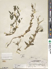 Epilobium ciliatum image