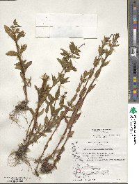 Epilobium ciliatum image