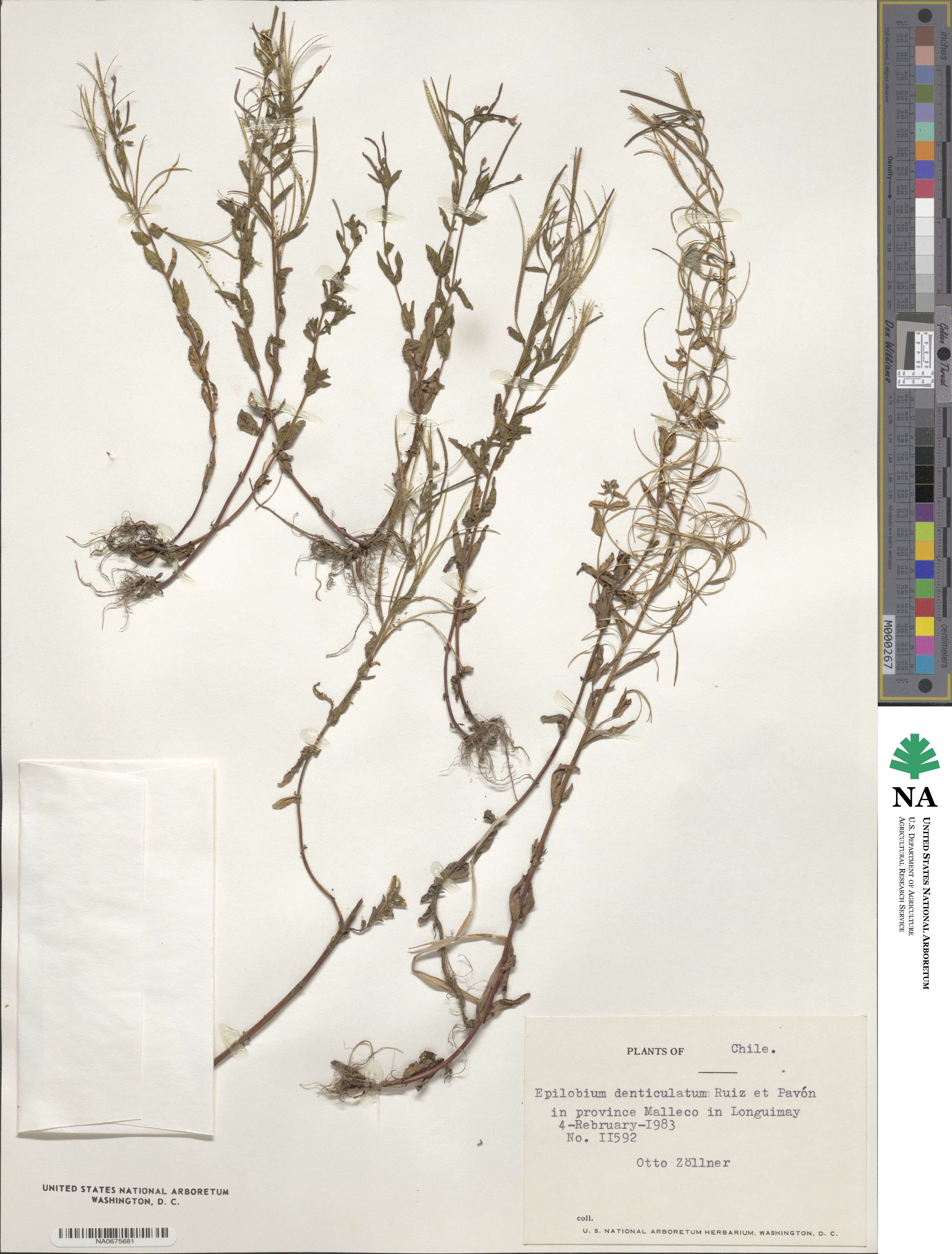 Epilobium denticulatum image