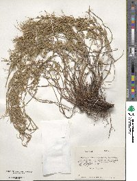 Epilobium denticulatum image