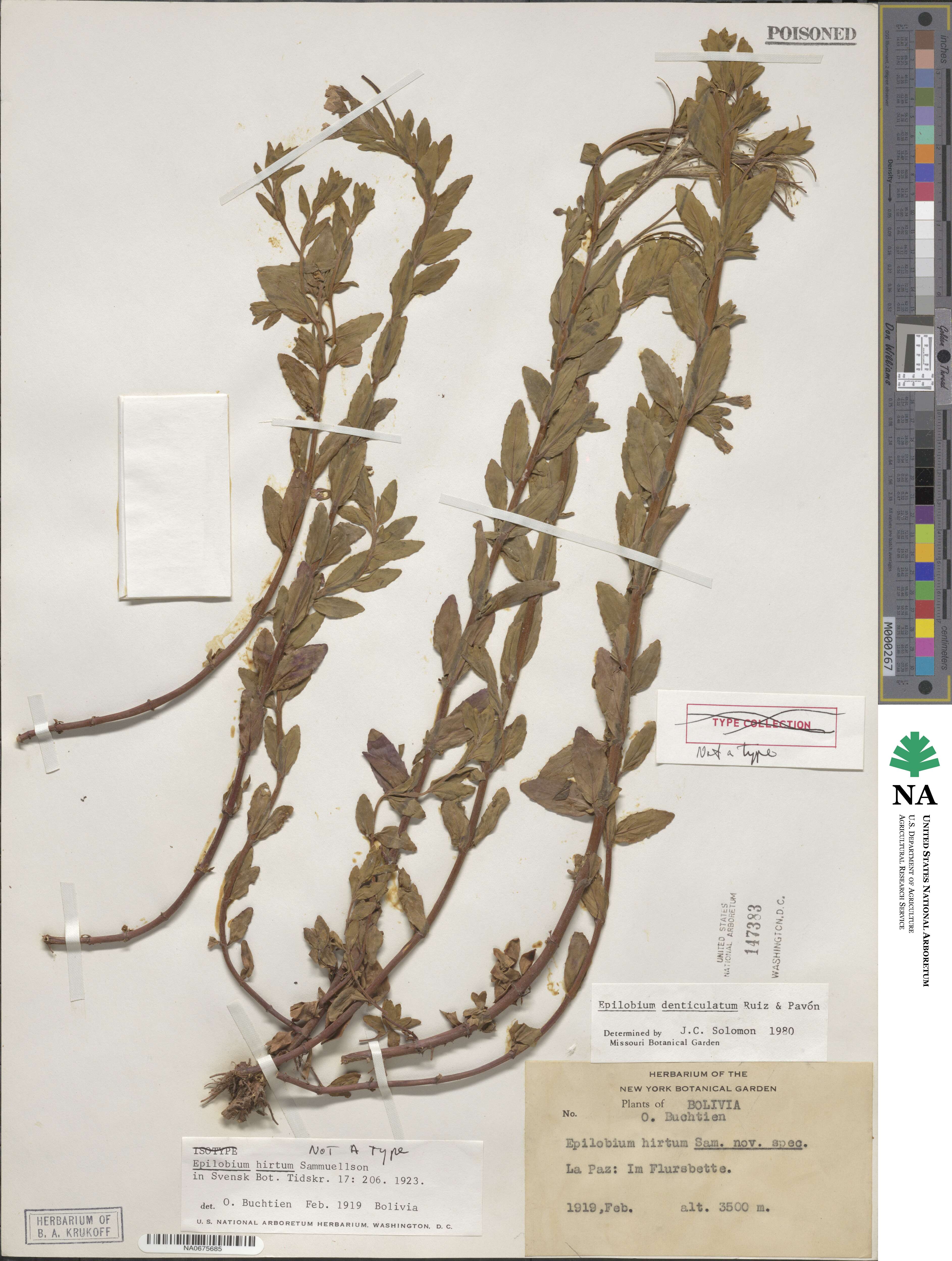 Epilobium denticulatum image