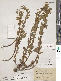 Epilobium denticulatum image