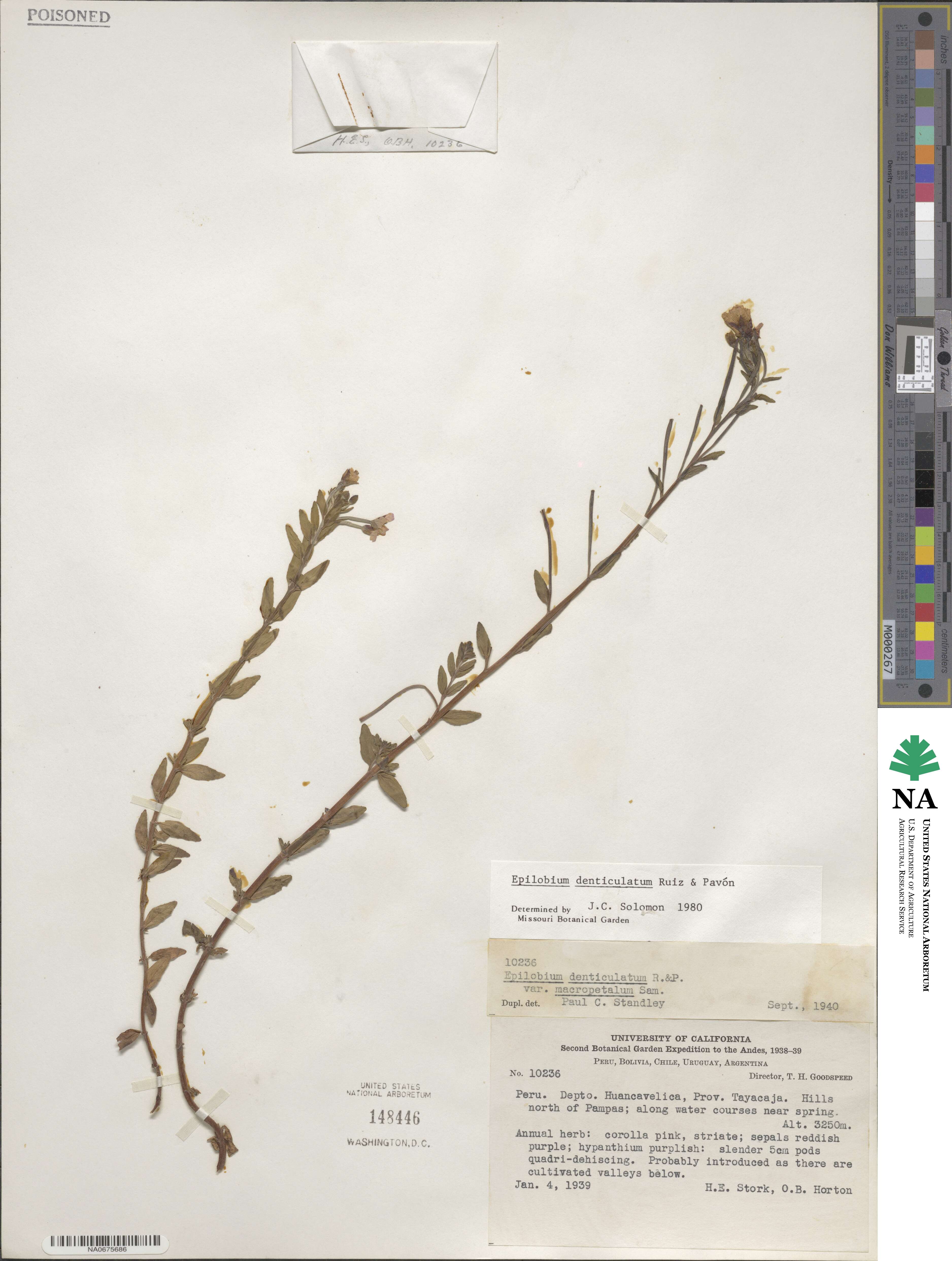 Epilobium denticulatum image