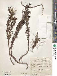 Epilobium glaucum image