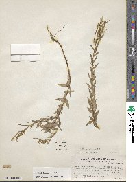 Epilobium glaucum image