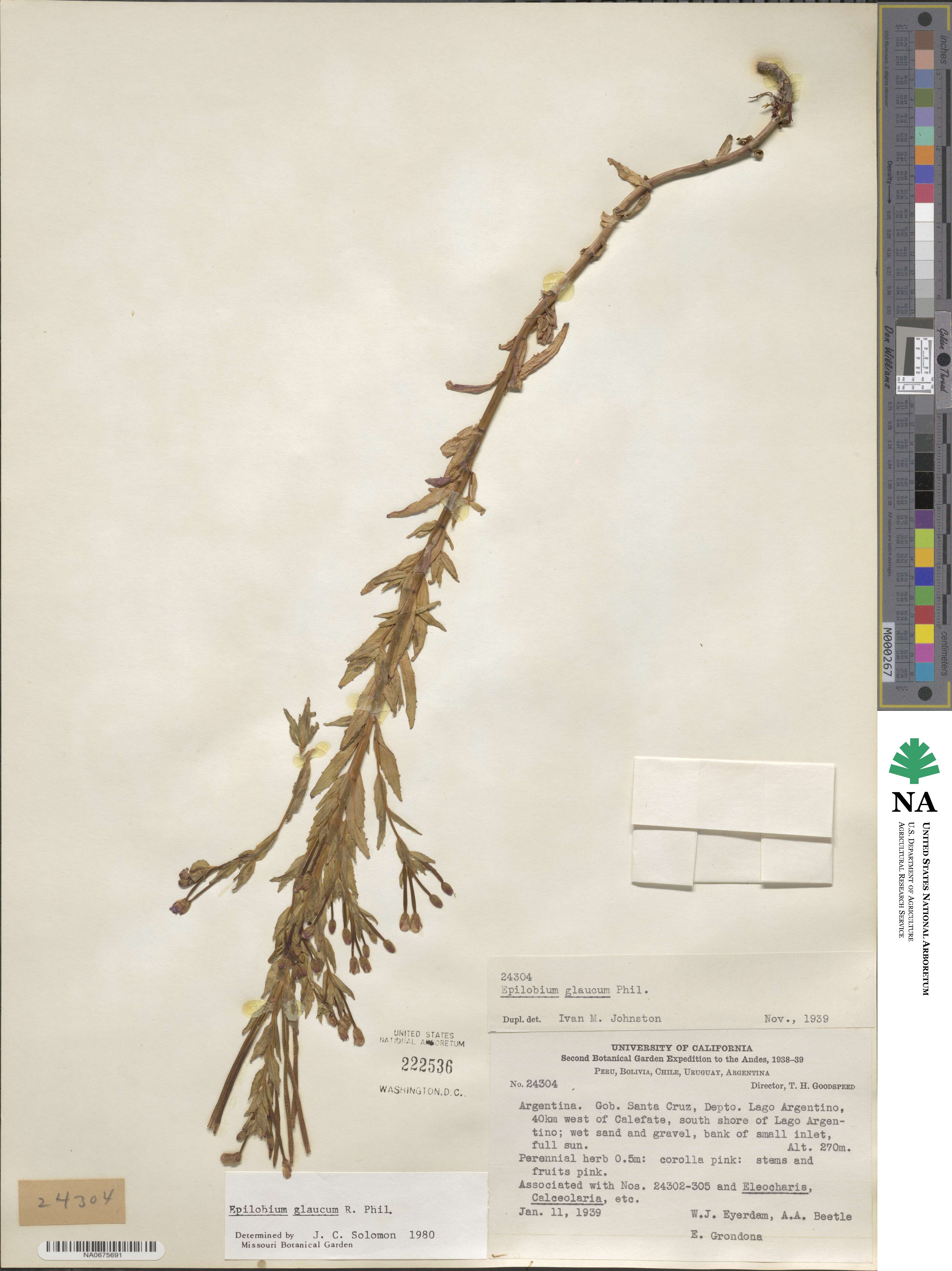 Epilobium glaucum image