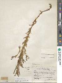 Epilobium glaucum image