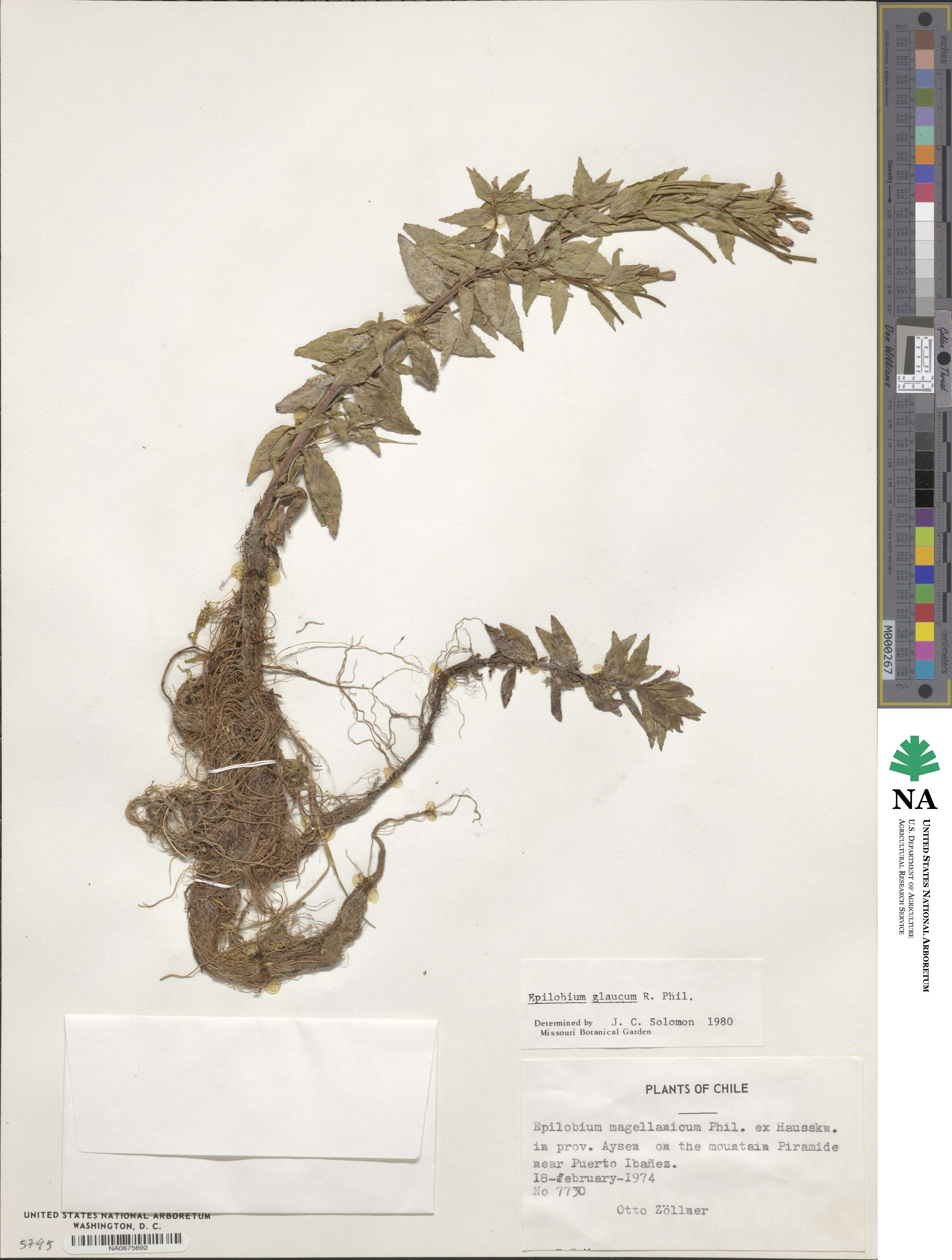 Epilobium glaucum image