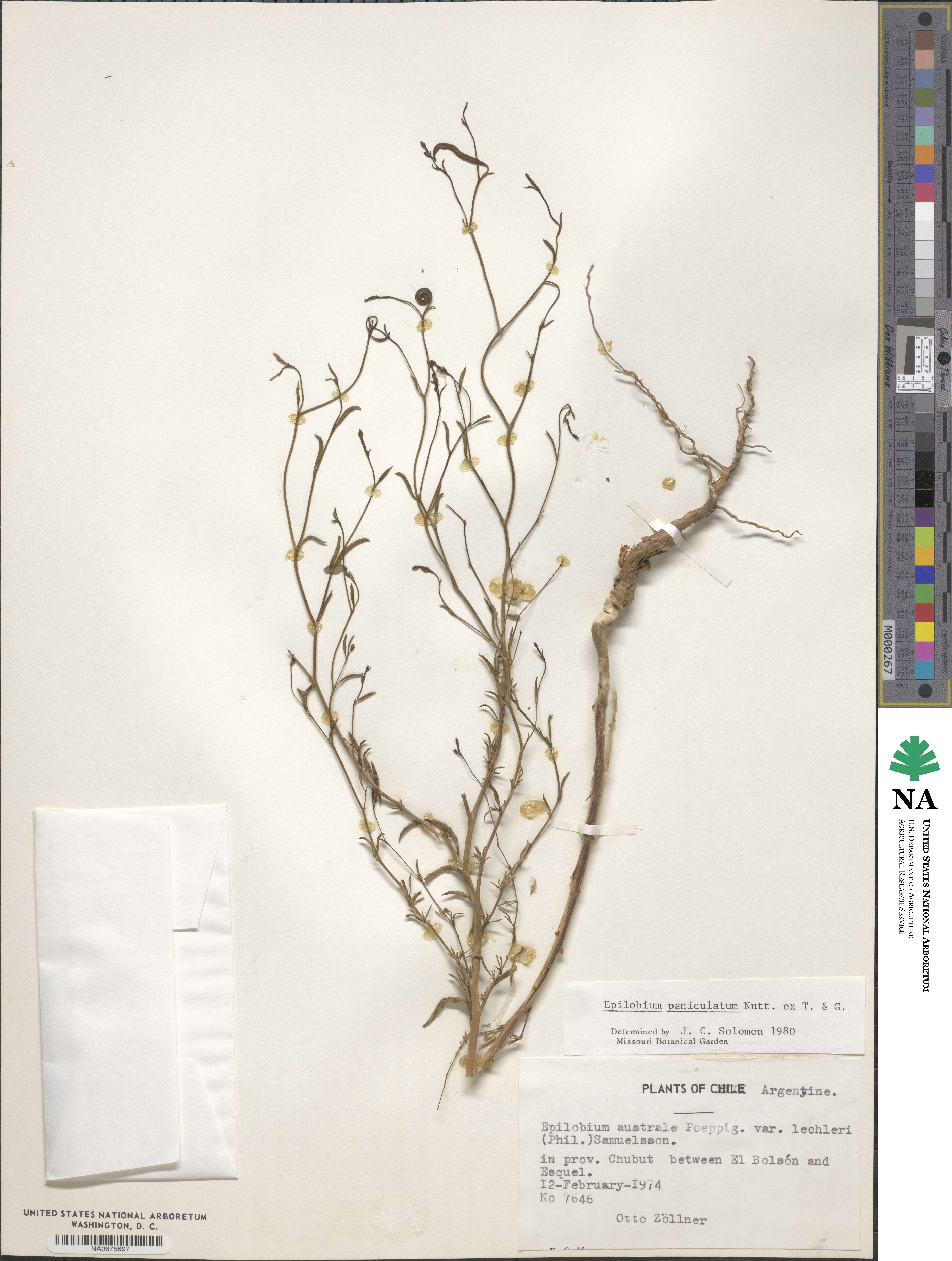 Epilobium brachycarpum image