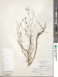 Epilobium brachycarpum image