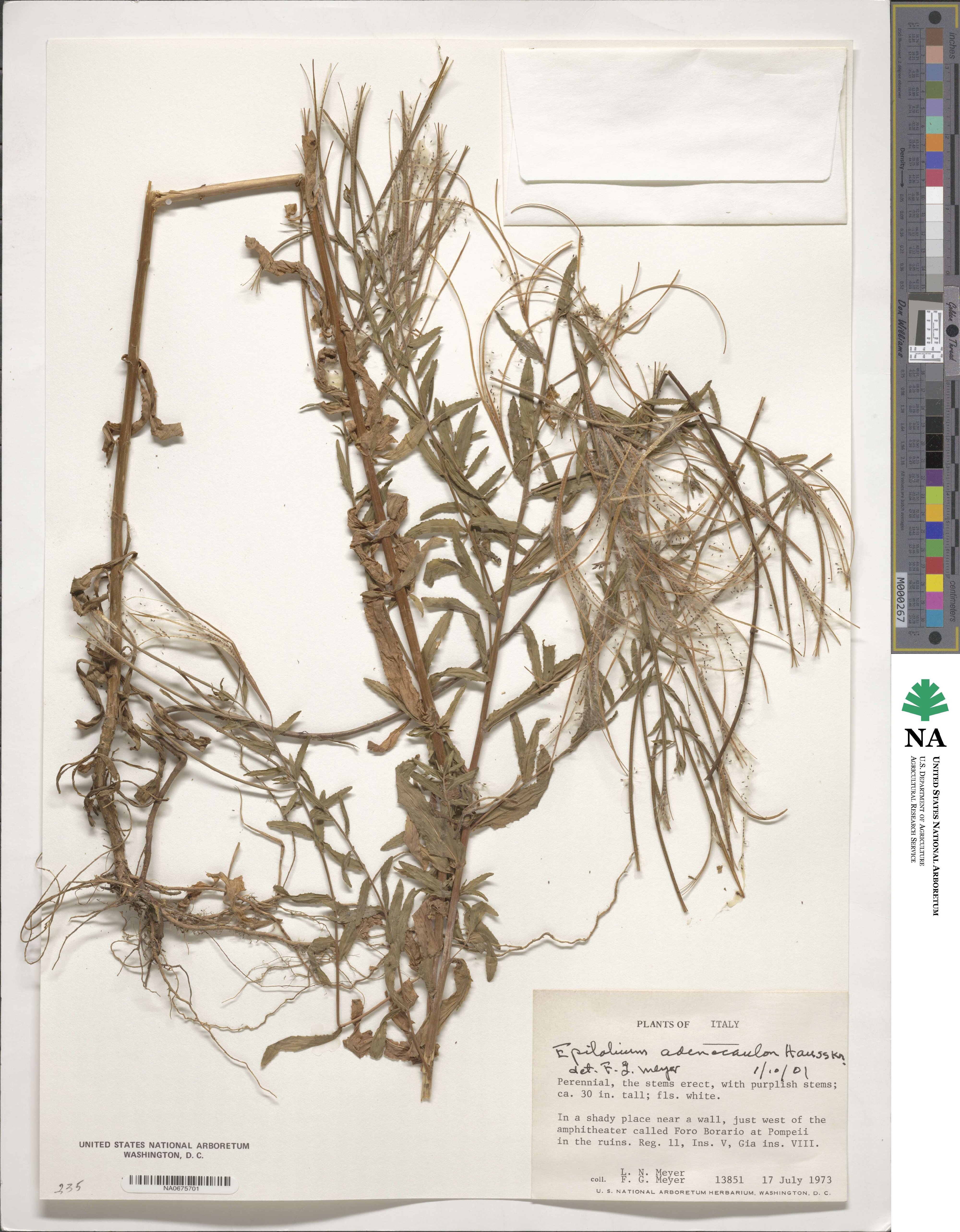 Epilobium ciliatum subsp. ciliatum image