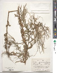 Epilobium ciliatum image