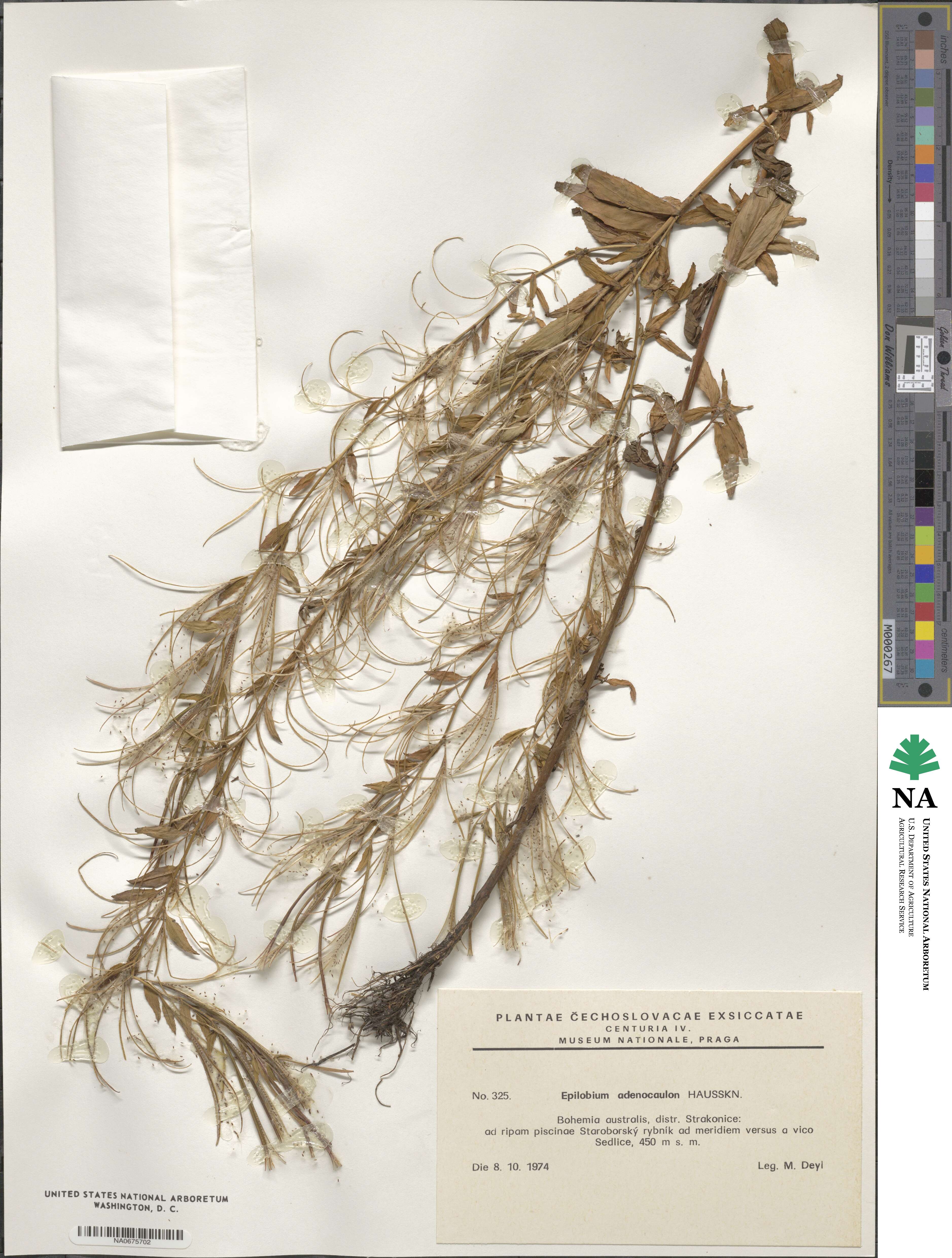 Epilobium ciliatum subsp. ciliatum image
