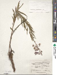 Epilobium angustifolium image