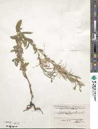 Epilobium hirsutum image